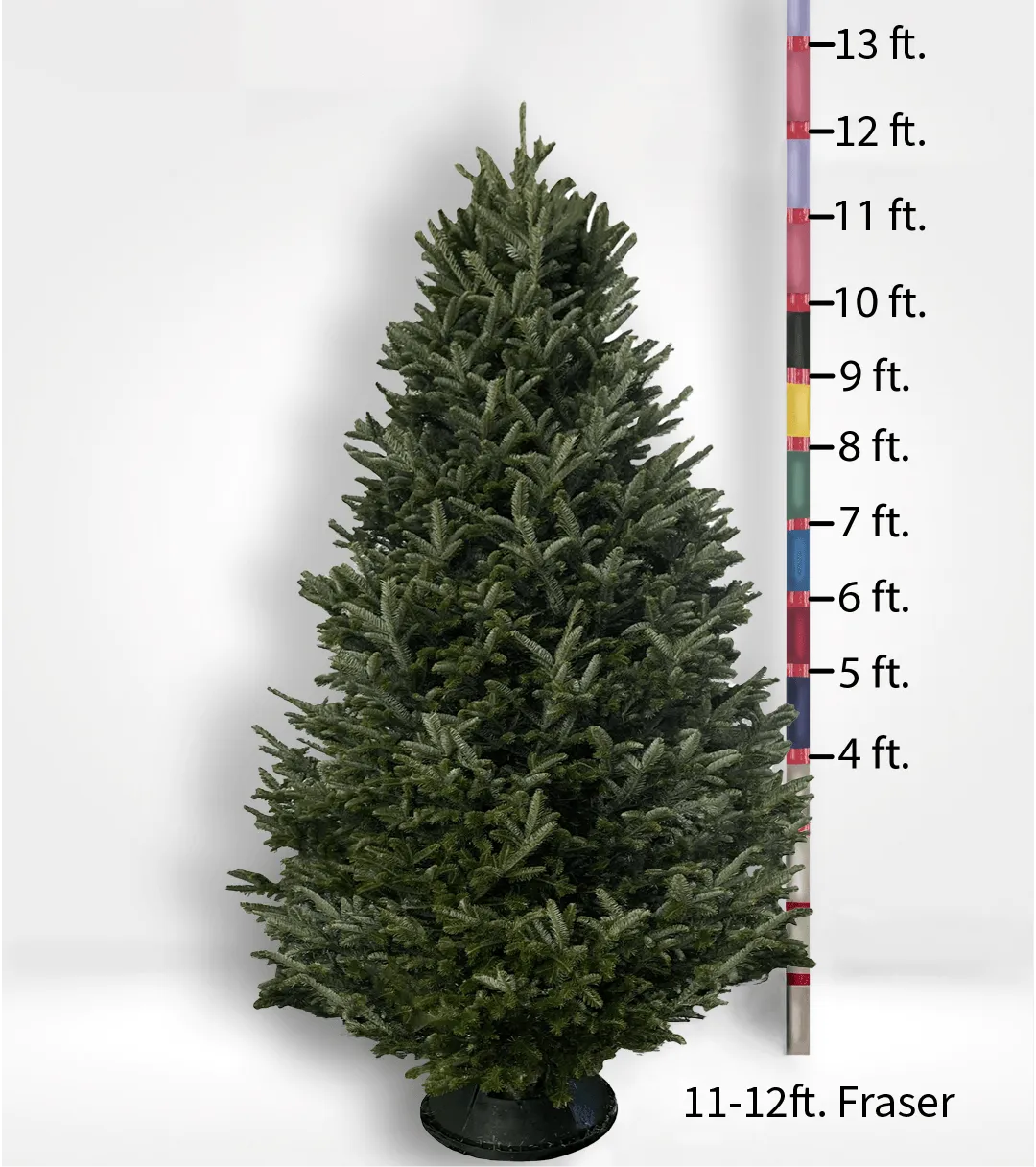 Oversized (10ft ) Fir Tree - CALL TO ORDER