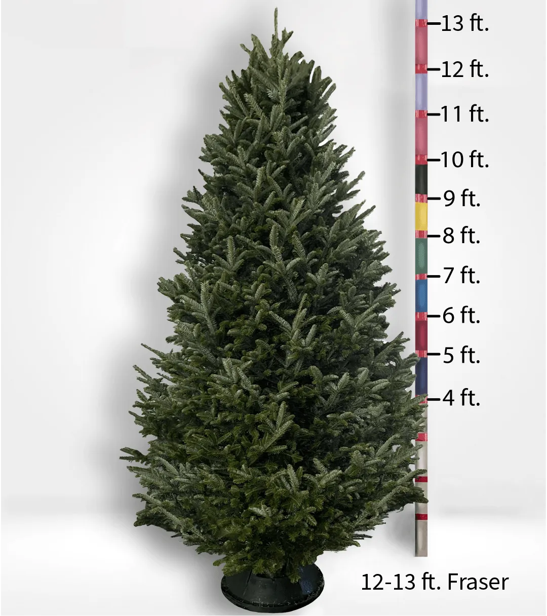 Oversized (10ft ) Fir Tree - CALL TO ORDER