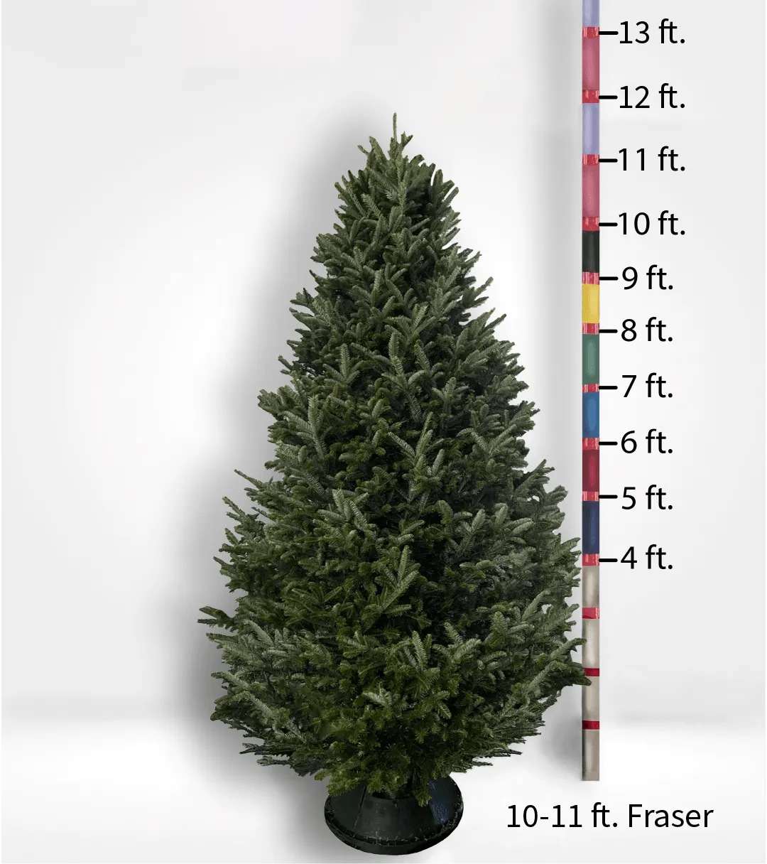 Oversized (10ft ) Fir Tree - CALL TO ORDER