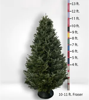Oversized (10ft ) Fir Tree - CALL TO ORDER
