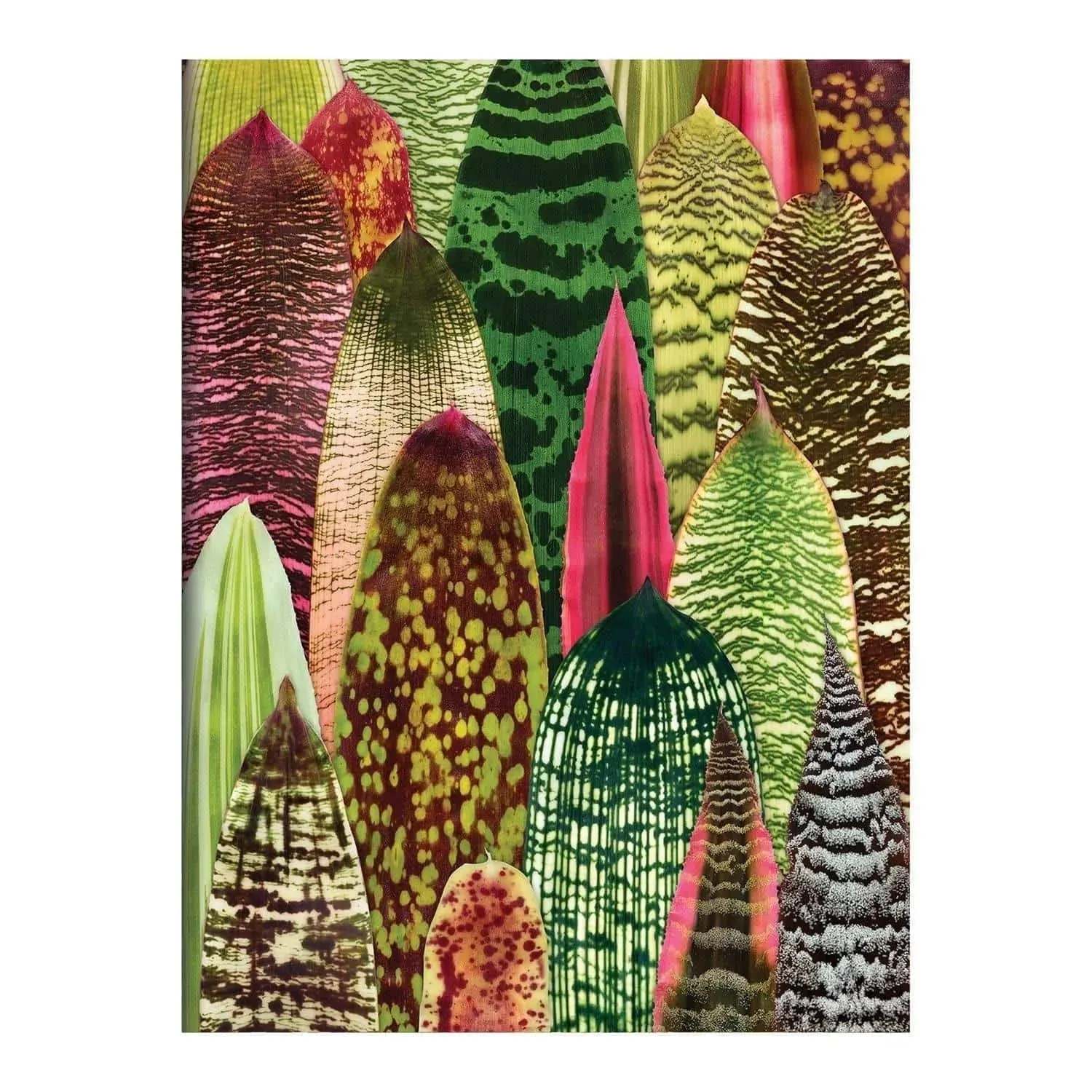 Troy Litten Houseplant Jungle Greeting Assortment Notecards